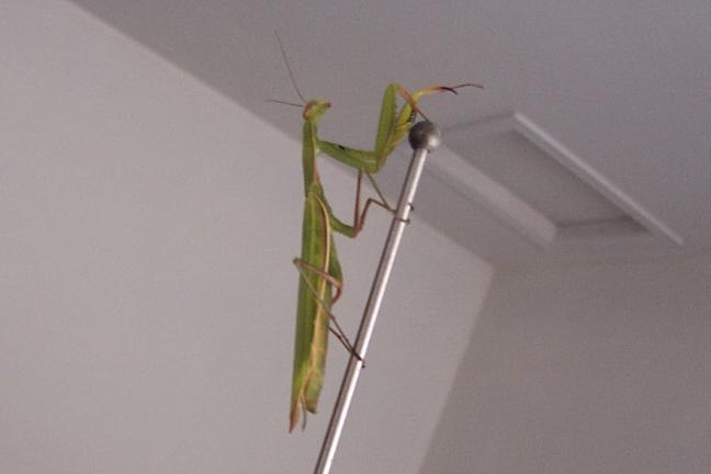 The Praying Mantis [#3]  - Click for previous