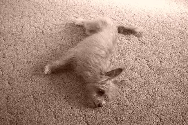 Peanut Exhausted [#4]  - Click for previous