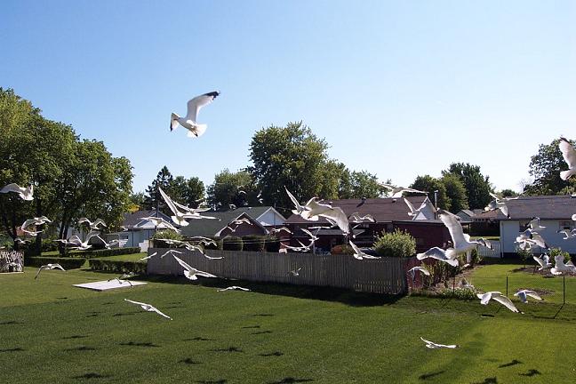 Flight of the 'gulls [#5]  - Click for previous