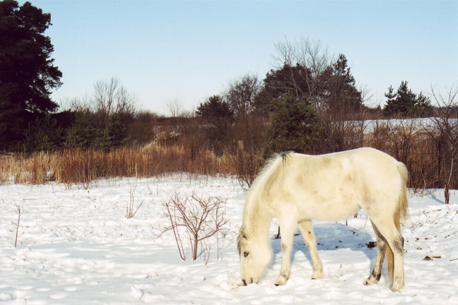 The Odd White Mare [#9]  - Click for previous