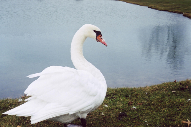 The Disgruntled Swan [#12]  - Click for previous