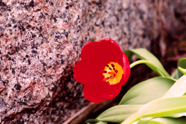 Nature In Red [#38]  - Click for previous