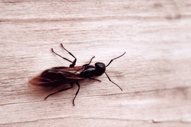 Her Majesty [#48]  - Click for previous