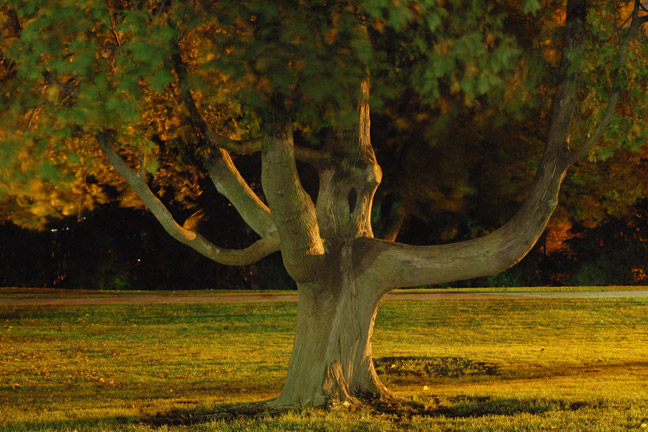 Tree At Thirty Seconds [#62]  - Click for previous