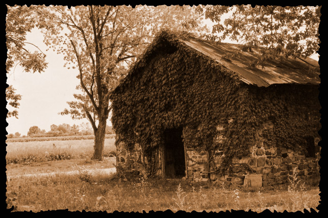 Ivy Covered [#71]  - Click for previous