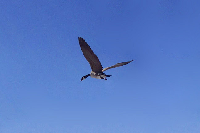 Wild Blue Yonder [#74]  - Click for previous