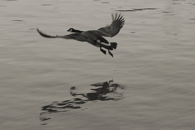 Fluent In Flight [#101]  - Click for previous