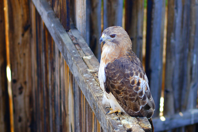 Red-tailed Hawk [#108]  - Click for previous